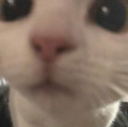 Эмодзи cat-stare